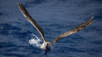 世界漁業(yè)日，信天翁奶奶講了一個(gè)“鬼”故事